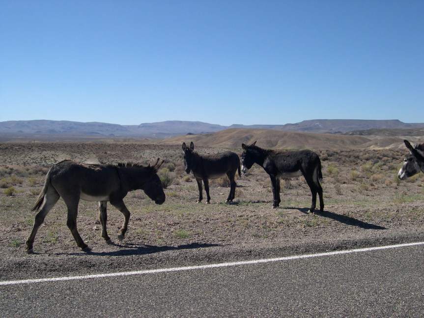 Wild Burros